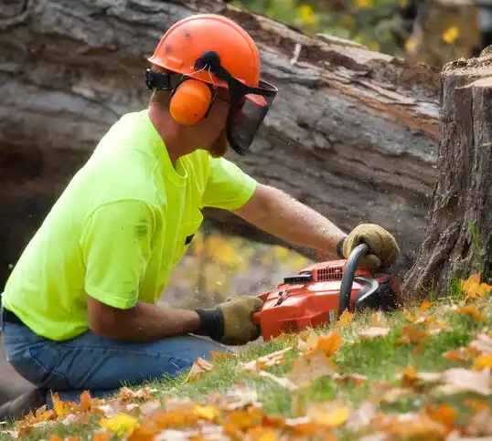 tree services Apex